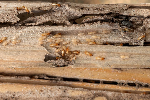 Best Best Pest Control Companies  in El Campo, TX